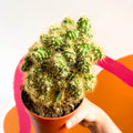 Monstrose Apple Cactus - Cereus peruvianus 'Monstrosus' - Sprouts of Bristol