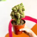 Monstrose Apple Cactus - Cereus peruvianus 'Monstrosus' - Sprouts of Bristol