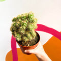 Monstrose Apple Cactus - Cereus peruvianus 'Monstrosus' - Sprouts of Bristol