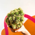 Monstrose Apple Cactus - Cereus peruvianus 'Monstrosus' - Sprouts of Bristol