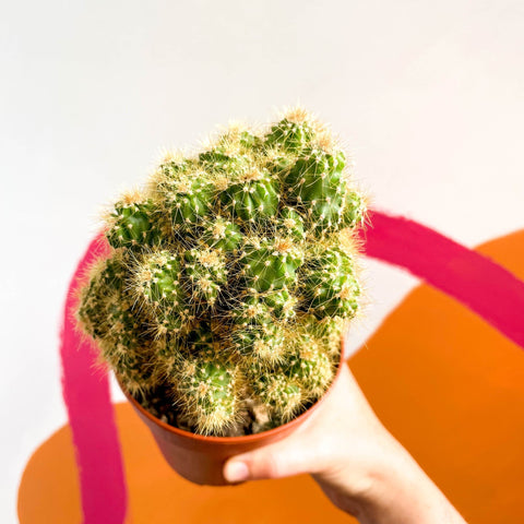 Monstrose Apple Cactus - Cereus peruvianus 'Monstrosus' - Sprouts of Bristol