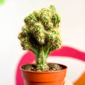 Monstrose Apple Cactus - Cereus peruvianus 'Monstrosus' - Sprouts of Bristol