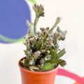 Monvillea spegazzinii cristata / Euphorbia mayurnathanii - Sprouts of Bristol