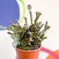 Monvillea spegazzinii cristata / Euphorbia mayurnathanii - Sprouts of Bristol