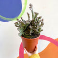 Monvillea spegazzinii cristata / Euphorbia mayurnathanii - Sprouts of Bristol
