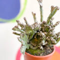 Monvillea spegazzinii cristata / Euphorbia mayurnathanii - Sprouts of Bristol