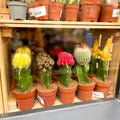 Moon Cactus - Gymnocalycium mihanovichii var. friedrichii ‘Hibotan’ - Sprouts of Bristol