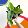 Moonlight Pothos - Scindapsus treubii ‘Moonlight’ - Sprouts of Bristol