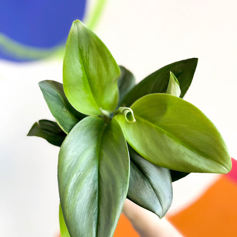 Moonlight Pothos - Scindapsus treubii ‘Moonlight’ - Sprouts of Bristol