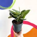 Moonlight Pothos - Scindapsus treubii ‘Moonlight’ - Sprouts of Bristol