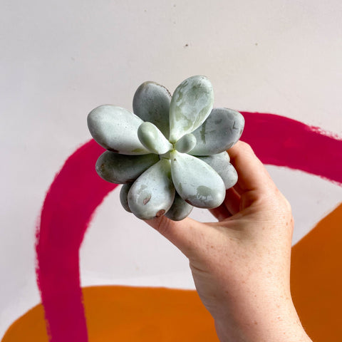 Moonstone - Pachyphytum oviferum - Sprouts of Bristol