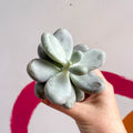 Moonstone - Pachyphytum oviferum - Sprouts of Bristol