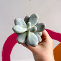 Moonstone - Pachyphytum oviferum - Sprouts of Bristol