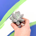 Moonstone - Pachyphytum oviferum 'Rubra' - Sprouts of Bristol