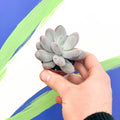 Moonstone - Pachyphytum oviferum 'Rubra' - Sprouts of Bristol