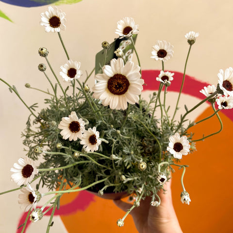 Moroccan Daisy - Rhodanthemum hosmariense ‘Casablanca’ - Sprouts of Bristol