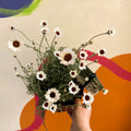 Moroccan Daisy - Rhodanthemum hosmariense ‘Casablanca’ - Sprouts of Bristol
