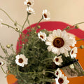 Moroccan Daisy - Rhodanthemum hosmariense ‘Casablanca’ - Sprouts of Bristol