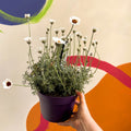 Moroccan Daisy - Rhodanthemum hosmariense ‘Casablanca’ - Sprouts of Bristol