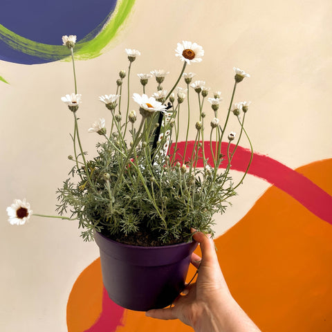 Moroccan Daisy - Rhodanthemum hosmariense ‘Casablanca’ - Sprouts of Bristol