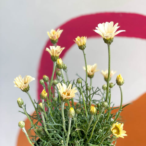 Moroccan Daisy - Rhodanthemum hosmariense 'Zagora Yellow' - Sprouts of Bristol