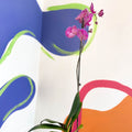Moth Orchid - Phalaenopsis - Sprouts of Bristol