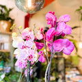 Moth Orchid - Phalaenopsis - Sprouts of Bristol