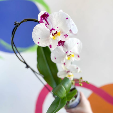 Moth Orchid - Phalaenopsis 'Calypso Cascade' - Sprouts of Bristol