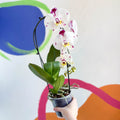 Moth Orchid - Phalaenopsis 'Calypso Cascade' - Sprouts of Bristol