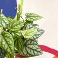 Mountain Long Pepper Plant - Piper sylvaticum - Sprouts of Bristol