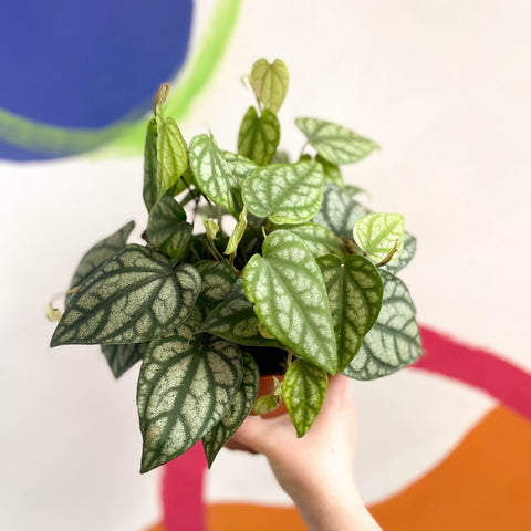 Mountain Long Pepper Plant - Piper sylvaticum - Sprouts of Bristol