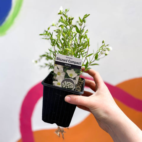 Mountain Sandwort - Arenaria montana 'Blizzard Compact' - British Grown Evergreen Perennial Alpine - Sprouts of Bristol
