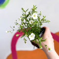 Mountain Sandwort - Arenaria montana 'Blizzard Compact' - British Grown Evergreen Perennial Alpine - Sprouts of Bristol