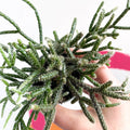 Mouse Tail Cactus - Rhipsalis pilocarpa - Sprouts of Bristol