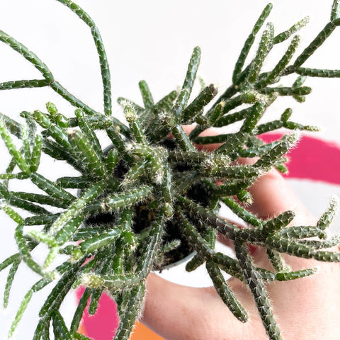 Mouse Tail Cactus - Rhipsalis pilocarpa - Sprouts of Bristol