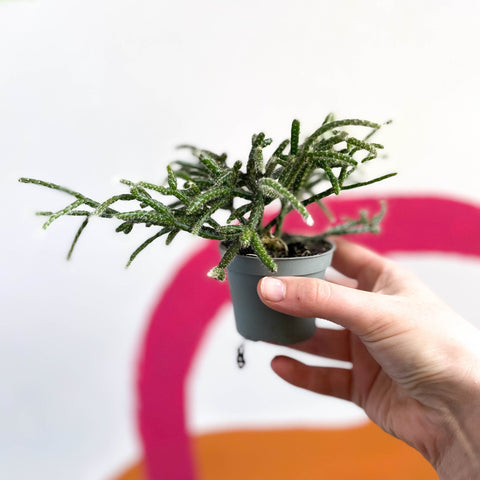 Mouse Tail Cactus - Rhipsalis pilocarpa - Sprouts of Bristol