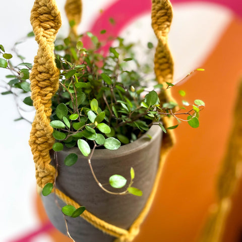 Mustard Yellow Macrame Plant Hanger - Sprouts of Bristol