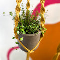 Mustard Yellow Macrame Plant Hanger - Sprouts of Bristol