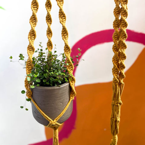 Mustard Yellow Macrame Plant Hanger - Sprouts of Bristol