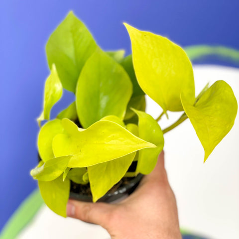 Neon Golden Pothos - Epipremnum aureum 'Neon' - Sprouts of Bristol