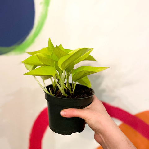 Neon Golden Pothos - Epipremnum aureum 'Neon' - Sprouts of Bristol