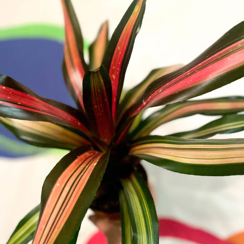 Neoregelia 'Milagro' - Sprouts of Bristol