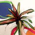 Neoregelia 'Milagro' - Sprouts of Bristol