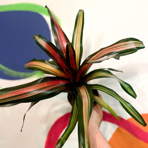 Neoregelia 'Milagro' - Sprouts of Bristol