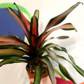Neoregelia 'Milagro' - Sprouts of Bristol
