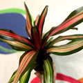 Neoregelia 'Milagro' - Sprouts of Bristol