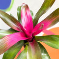 - Neoregelia rosea - Sprouts of Bristol