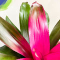 - Neoregelia rosea - Sprouts of Bristol