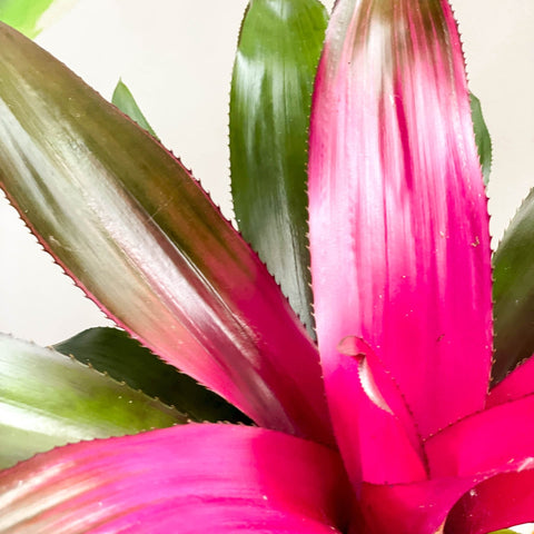 - Neoregelia rosea - Sprouts of Bristol