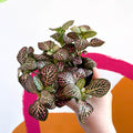 Nerve Plant - Fittonia argyroneura - Sprouts of Bristol